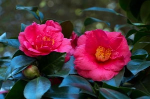Filoli Red Camellias