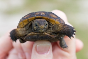 Baby Gopher Tortoise