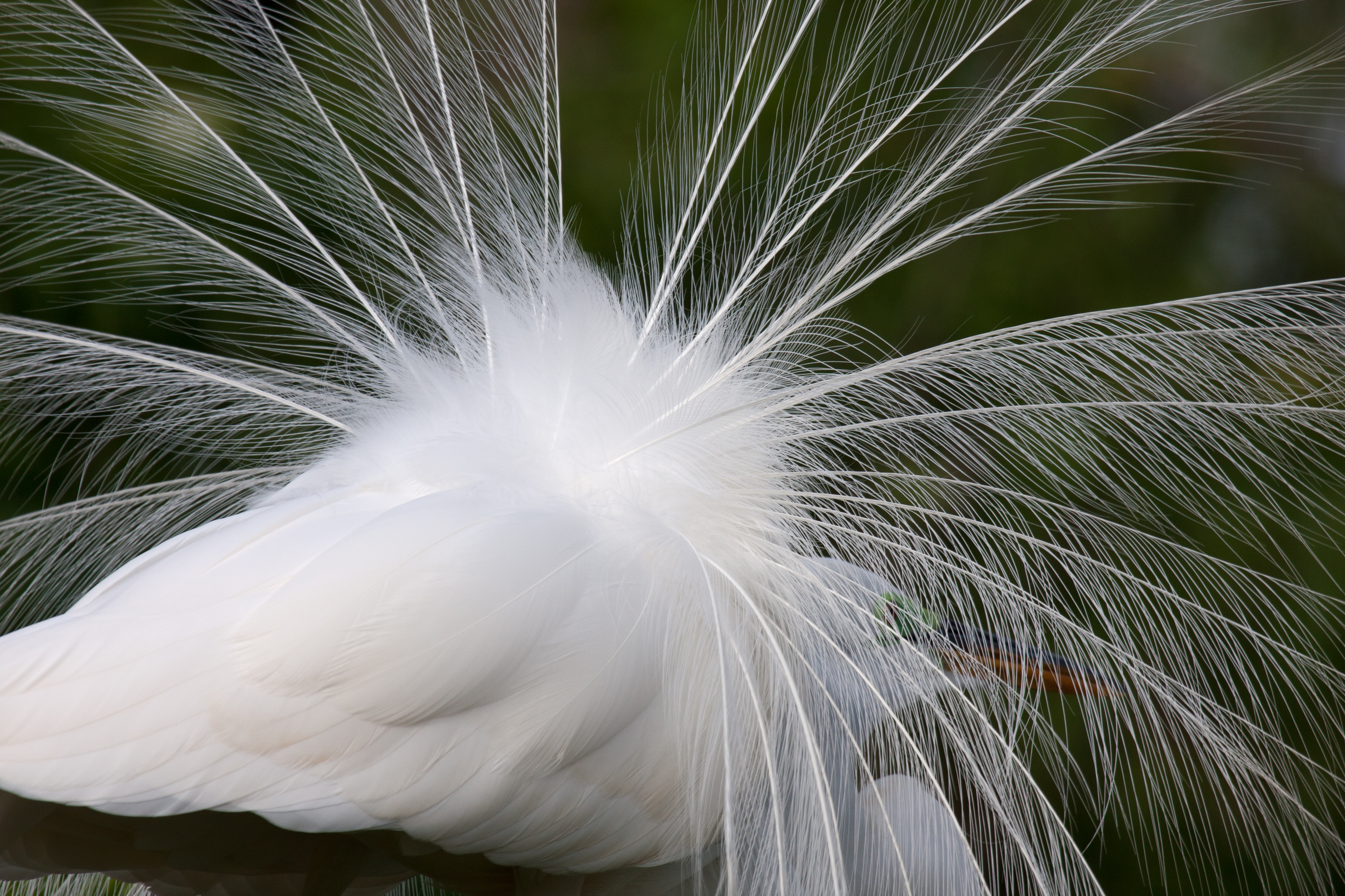 Great Egret Adult's Feather Plumes