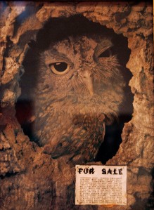 San Francisco MOMA Owl Painting