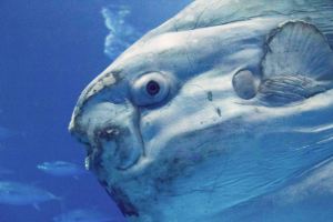 Closeup of Ocean Sunfish