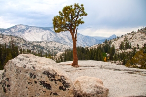 Tree Growing in Crack of Rock (Half Dome in Background)