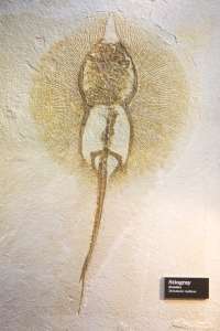 Fossil Stingray (female)