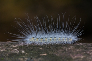 Fall Webworm Caterpillar on Boardwalk