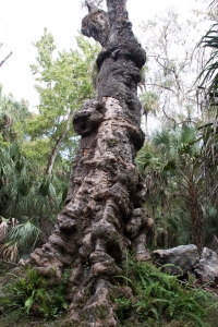 Over 1,000-Year-Old Big Oak