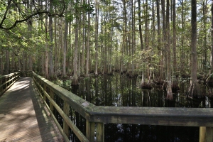 Boardwalk over Swamp
