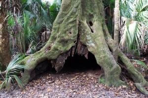 Hollowed-Out Base of Live Oak