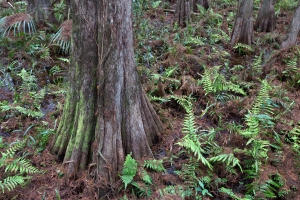 Bald Cypress Tree and Ferns