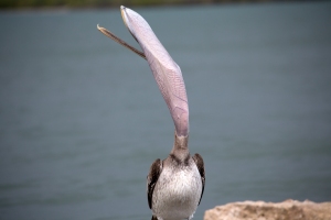 Brown Pelican Stretching