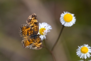 Pearl Crescent Butterfly on Daisy Fleabane