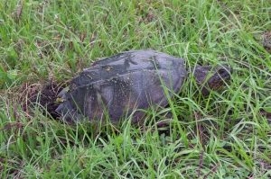 Florida Snapping Turtle Digging Hole for Eggs in Sand with Back Feet