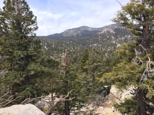 Mount San Jacinto State Park Forest at Top