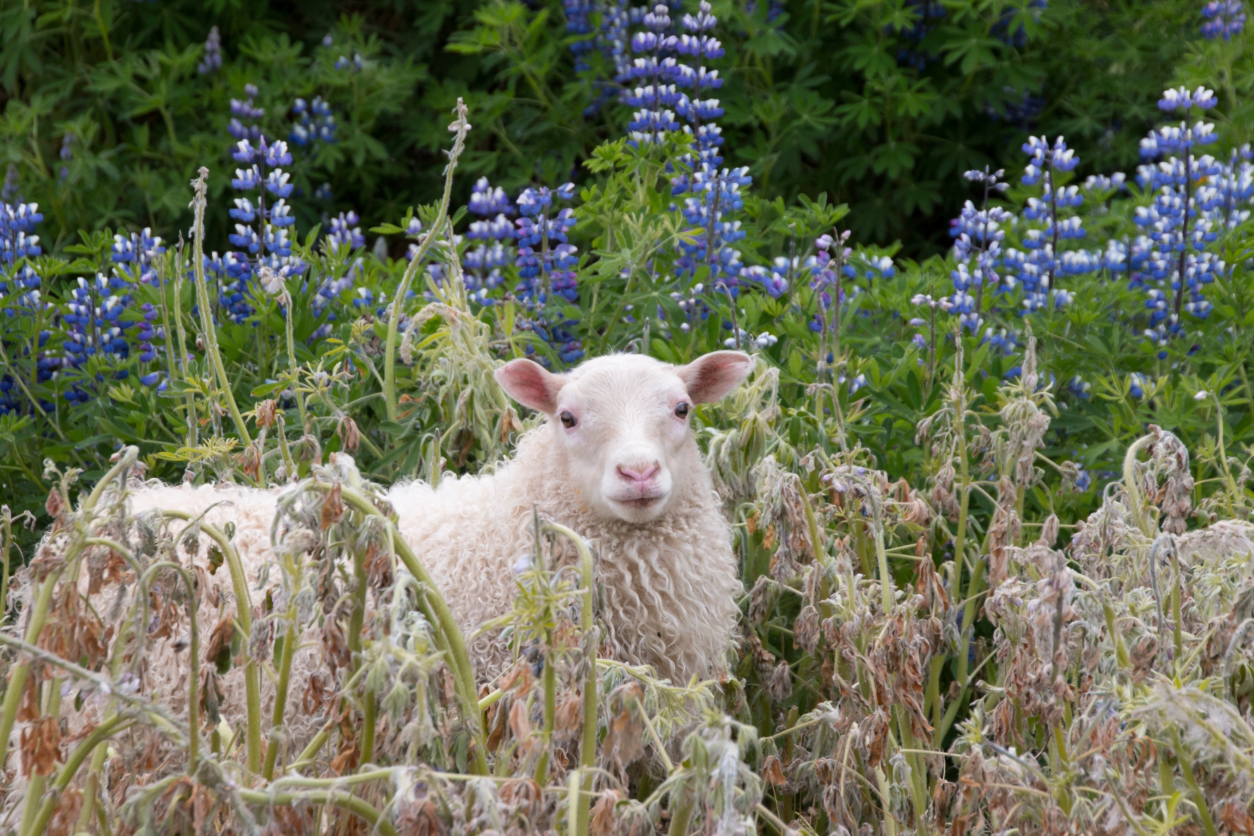 Icelandic Sheep and Lupines | naturetime