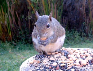 Mama Squirrel Eating a Peanut