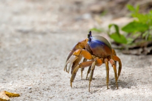 Side View of Colorful Land Crab
