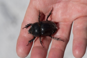Large Florida Dung Beetle in Hand (yes I will pick up just about anything)