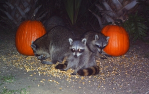 Raccoons and Pumpkins 1