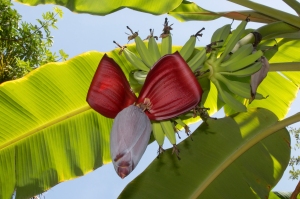 Banana Flower with Fruit
