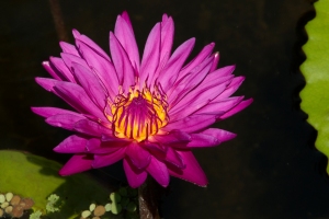 Dark Pink Waterlily with Yellow Center