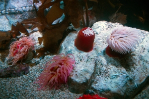 Pink Fish-Eating Anemones