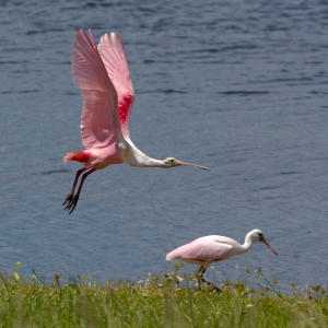 Adult Spoonbill Flying by Fledgling