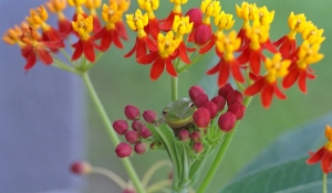 Green Tree Frog in Milkweed Flowers
