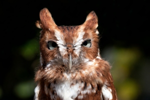 Gonzo the Screech Owl
