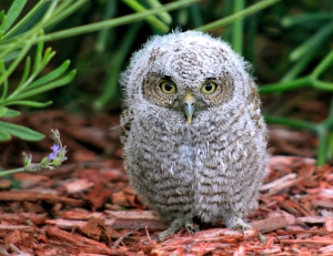 Baby Screech Owl (our mascot)