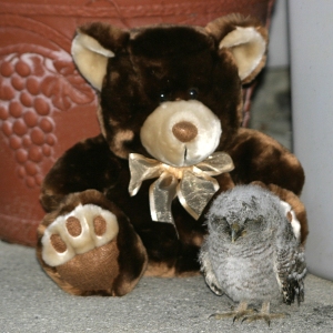 Baby Screech Owl Snuggled Next to Teddy Bear