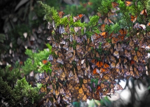 Monarchs Clustered on Branch in Winter in California