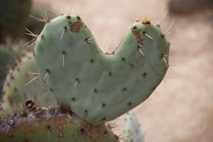 Heart Shaped Opuntia Cactus Pad