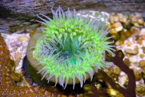 Green Anemone in Pacific Rock Pool