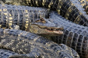 Toothly Face in Pile of Alligators