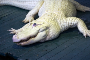 White Leucistic Alligator