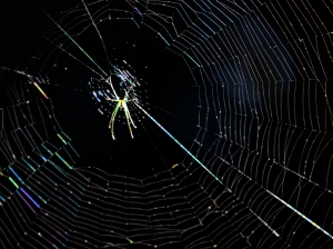 Rainbow Spider Web 