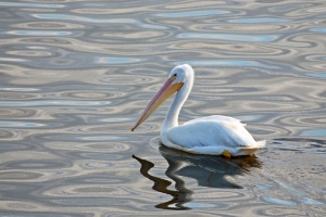 White Pelican with Unique Water Reflections