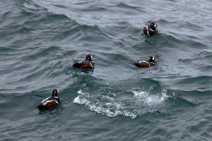 Harlequin Ducks in Heavy Surf