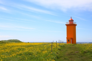 Orange Stafnesviti Lighthouse in Field of Buttercups