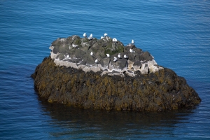 Birds Nesting on Rock Offshore