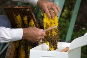 Brushing the Bees from the Comb
