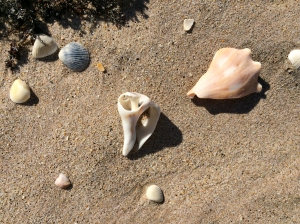 Shells on Sand
