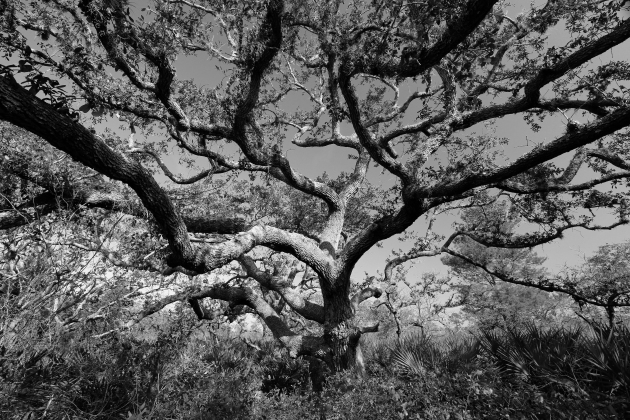Oak Tree in Black and White
