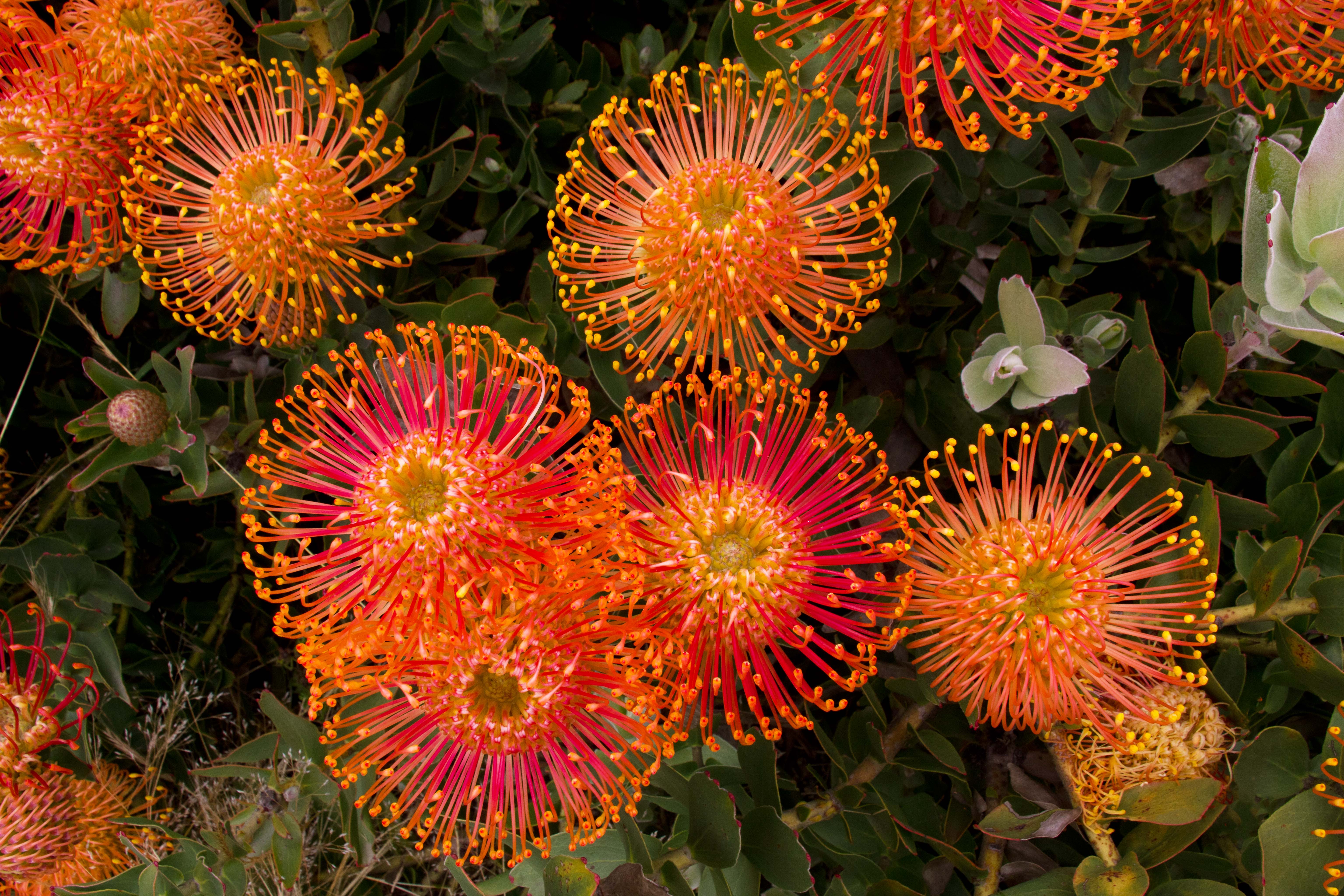 1pincushion-protea-leucospermum-cordifolium-perrys-orange-south-african-garden.jpg