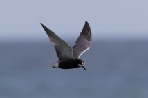 Rare Black Tern