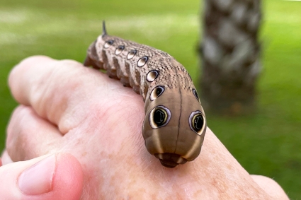 Tersa Sphinx Moth Caterpillar on Hand (front view with eye spots) on November 20, 2021 (Xylophanes tersa)