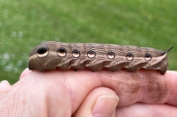 Tersa Sphinx Moth Caterpillar on Hand (side view) on November 20, 2021 (Xylophanes tersa)