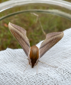 Tersa Sphinx Moth Emerged from Pupa (front head view) on February 19, 2022 side view (Xylophanes tersa)