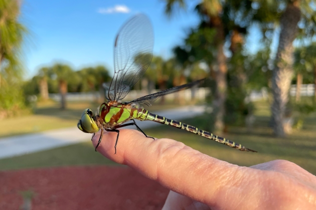 Green Regal Darner Dragonfly on Finger