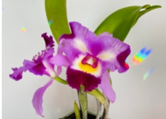 Fragrant Cattleya Orchid with Rainbow Prisms