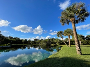 Our Florida Backyard Pond